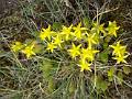 F63 etoile jaune  pic saint bernard de Laure Guillierme 
